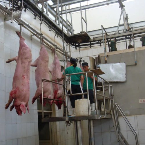 Equipamento para matadouro suíno — Máquinas de abate e processamento de porcos
