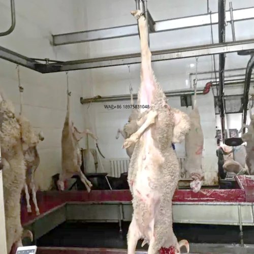 Équipement mini d'abattoir pour dindes et moutons
