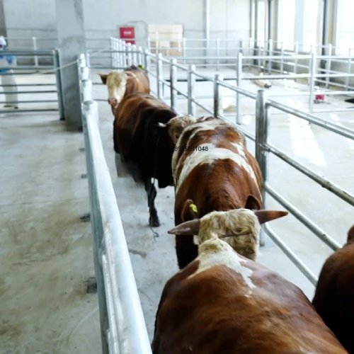 Machine d'abattage haute performance pour bovins et porcs — équipement industriel de transformation de viande avec boîte de vitesses et roulement moteur