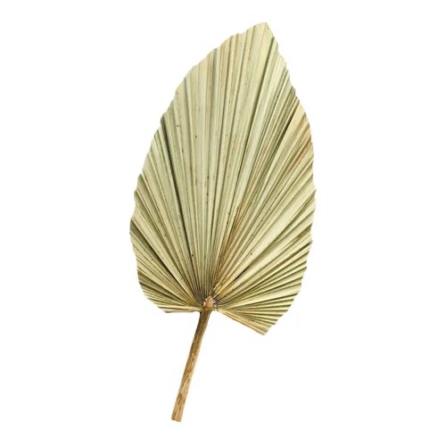 Hoja de palma seca natural para colgar — decoración tropical verde para boda, fiesta y fotos, tema Hawái; para sala y recámara