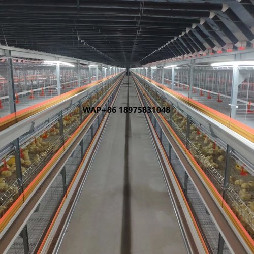 Sistema de jaulas en H automático para pollos broiler — Instalación avícola completa para 50.000–200.000 aves con equipo de alimentación automático