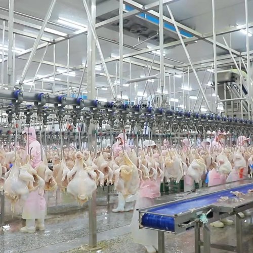 Zestaw urządzeń do rzeźni 1000 szt./h z kotłem