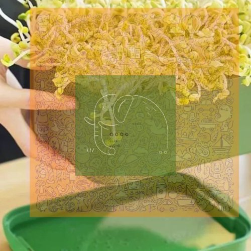 Mini-Gewächshaus Keimschale — hydroponisches Keim-Set für Sprossen & Erdnüsse, ohne Erde