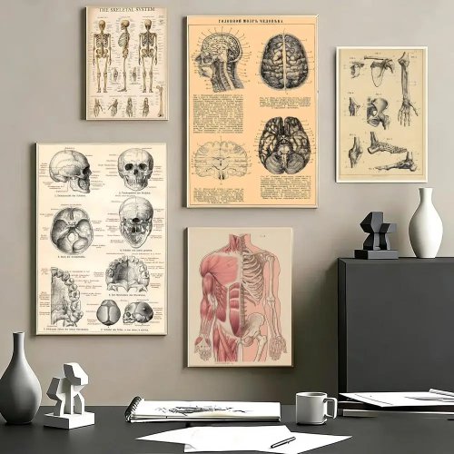 Affiche rétro « Organes humains » — Poster anatomique HD pour maison, chambre ou café