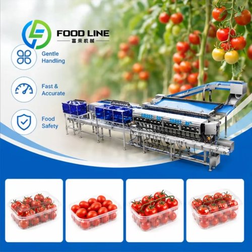 Linea di confezionamento in vaschetta (clamshell) per pomodorini con dosaggio di precisione per l'industria del confezionamento di frutta e verdura, personalizzabile