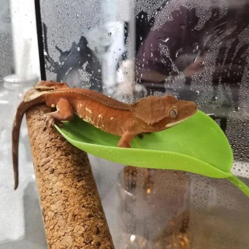 Easy-Clean Reptile Basking Platform with Suction Cup and Simulated Leaves for Frog Habitat, Aquarium Decor