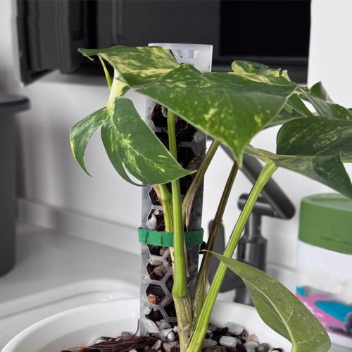 5 Stück Moosstangen Pflanzenstütze 30cm/12Zoll für Kletterpflanzen, Indoor-Bonsai, Garten-Wachstumsstützen