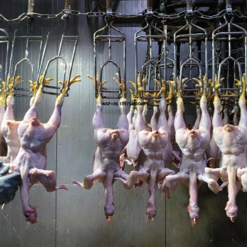 Linea di macellazione di pollame 500-2000 BPH per lavorazione di pollo