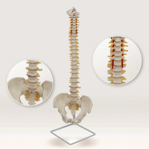 Modello anatomico di colonna vertebrale con bacino a grandezza naturale – preciso per insegnamento, aula e studio medico