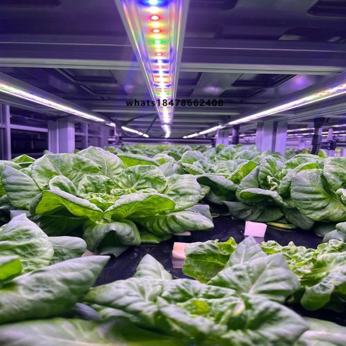 스마트 40피트 해상 컨테이너 수직 수경재배 상추 및 채소 농장