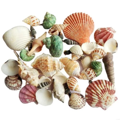 Natural Sea Shell for Hermit Crab, Hermit Crab House Aquarium Shelter 120g Size S